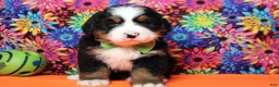 Bernese Mountain Dog dogs for sale: Murphy  - Ad 1
