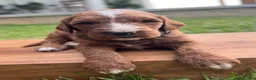 Irish Doodle dogs for sale: Ash - Ad 6