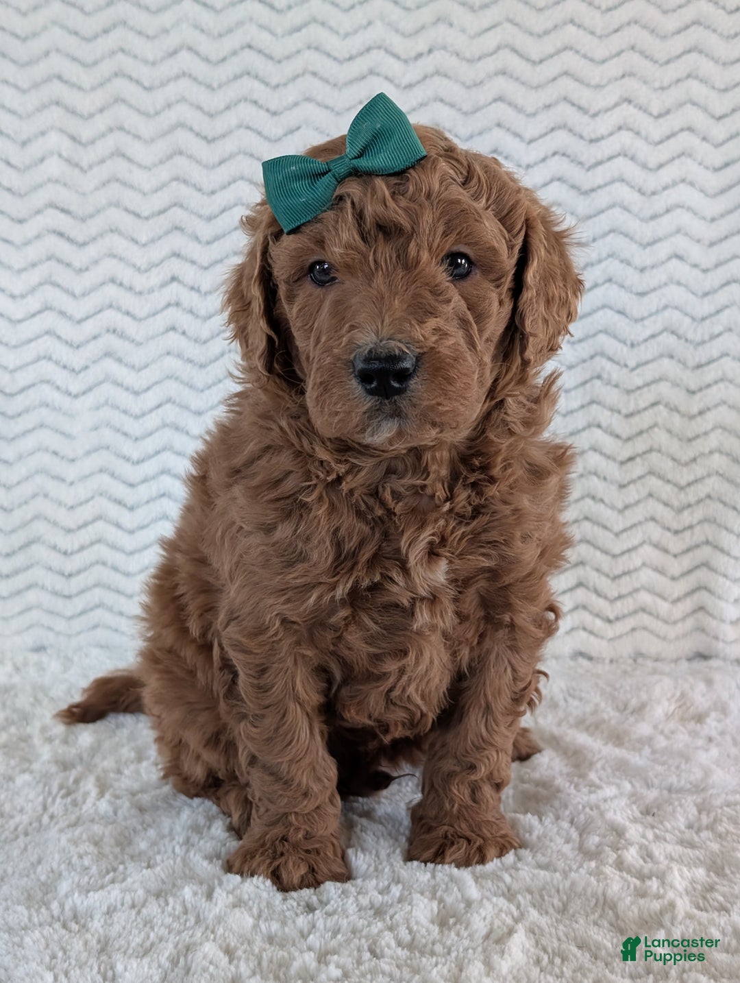 Goldendoodle dogs for sale: Teddy - Ad 2