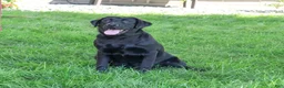 Labrador Retriever dogs for sale: Millie - Ad 3