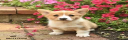 Welsh Corgi Pembroke dogs for sale: Queenie  - Ad 1