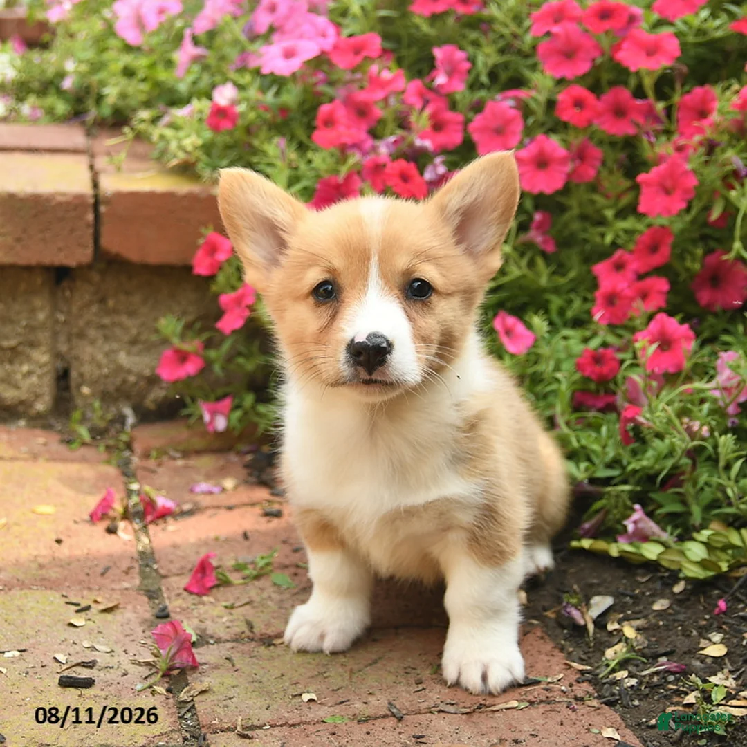Welsh Corgi Pembroke dogs for sale: Queenie  - Ad 1