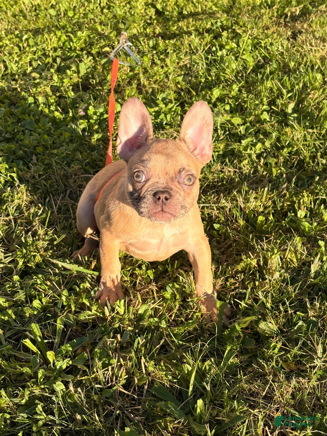 French Bulldog dogs for sale: Snickers (Merle) - Ad 2