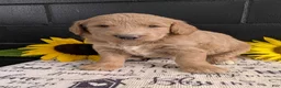 Goldendoodle dogs for sale: Mia - Ad 3