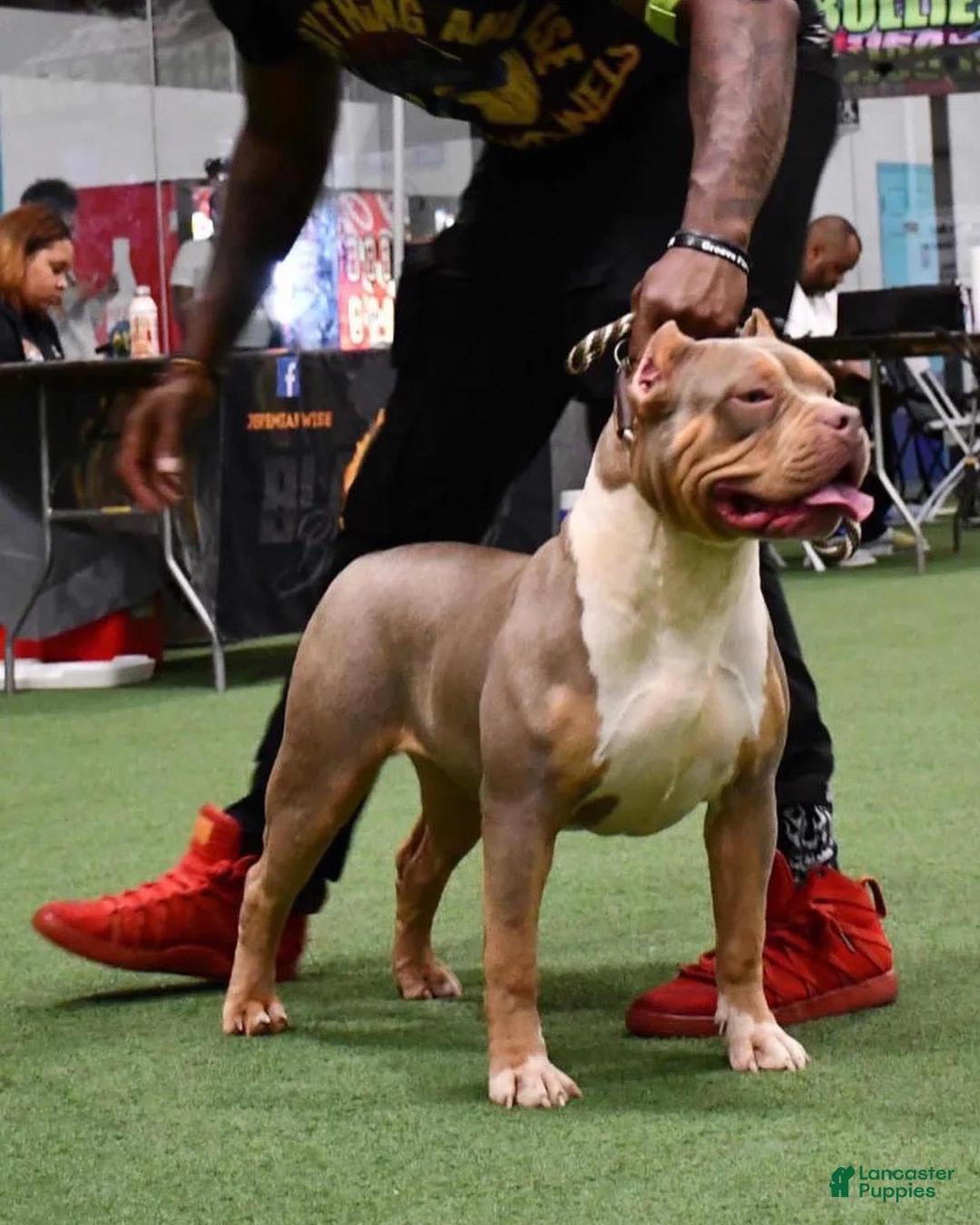 Gallery Image {{count}}