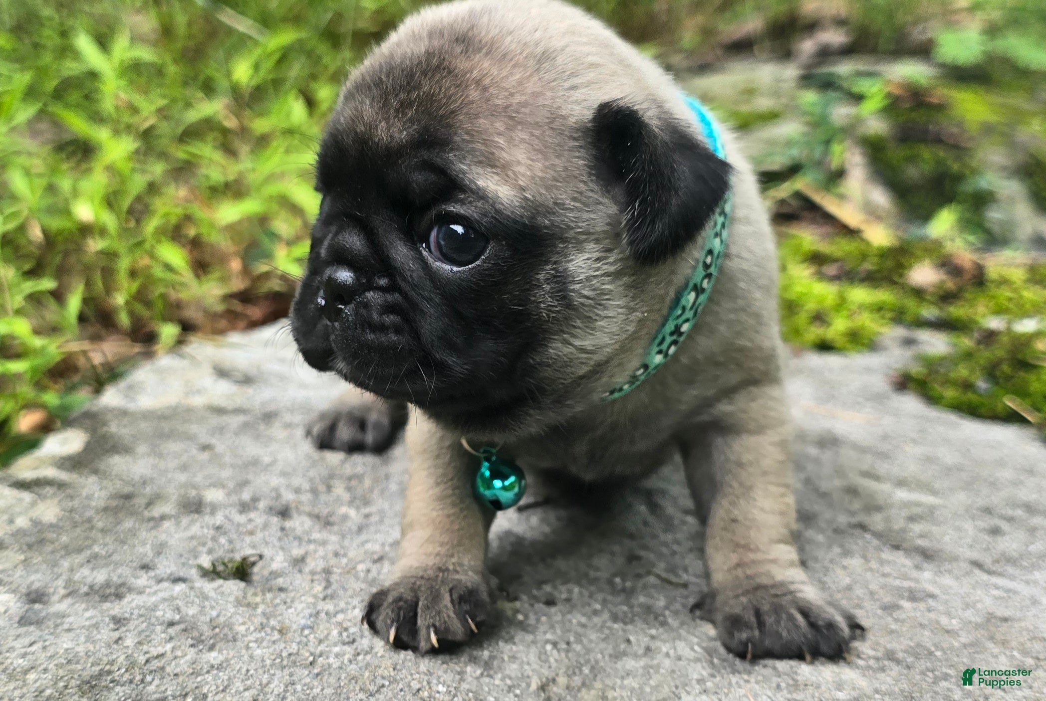 Pug dogs Christy - Ad 2