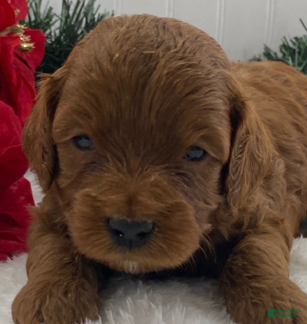 Cavapoo dogs for sale: Scout - Ad 8