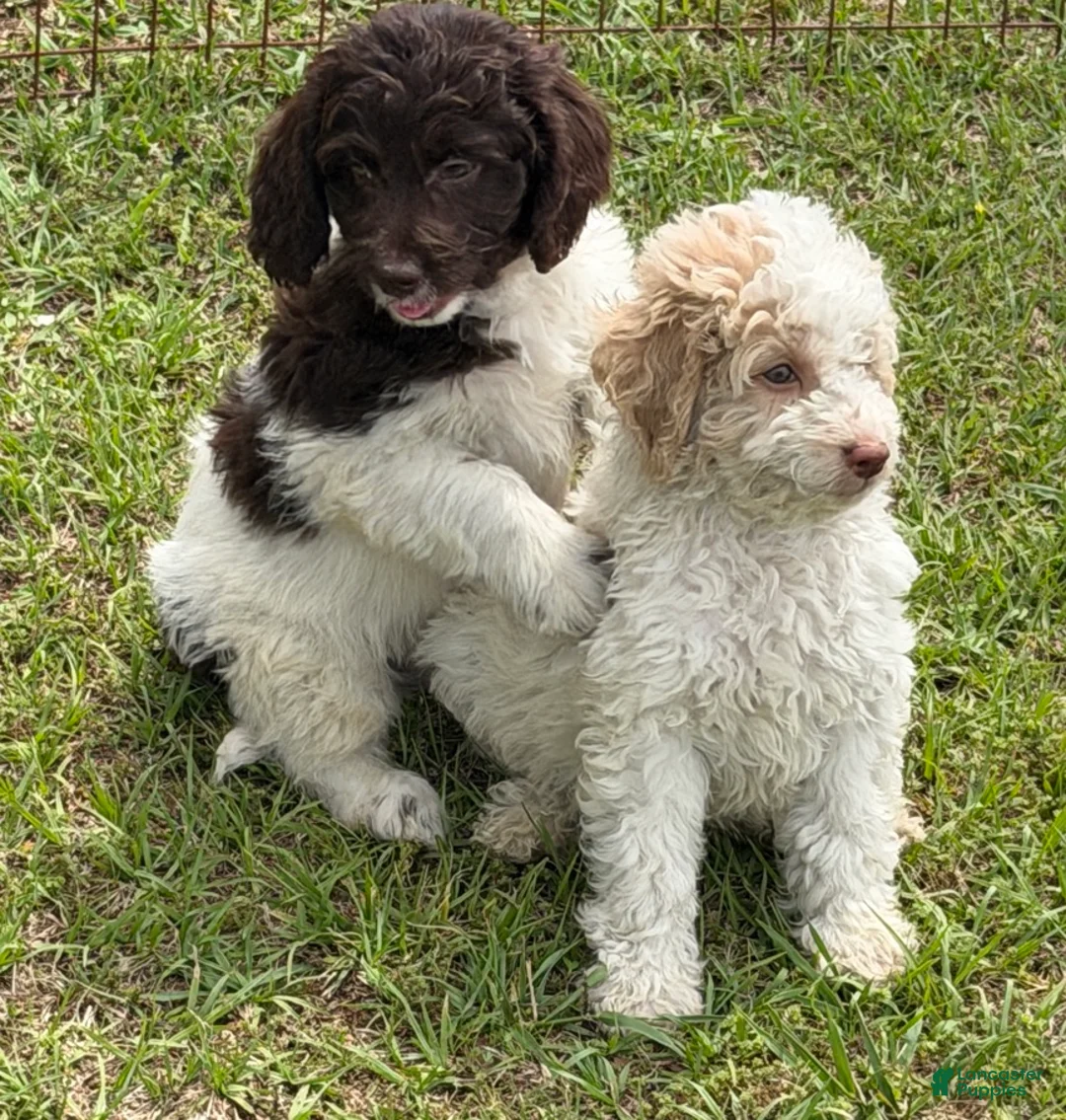 Mini Goldendoodle dogs for sale: Maxx - Ad 4