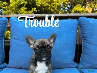 French Bulldog dogs - Ad 21