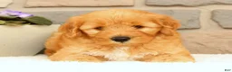 Mini Goldendoodle dogs for sale: Chester - Ad 5