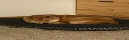 Shiba Inu dogs for sale: Shiba Inu 4 - Ad 2