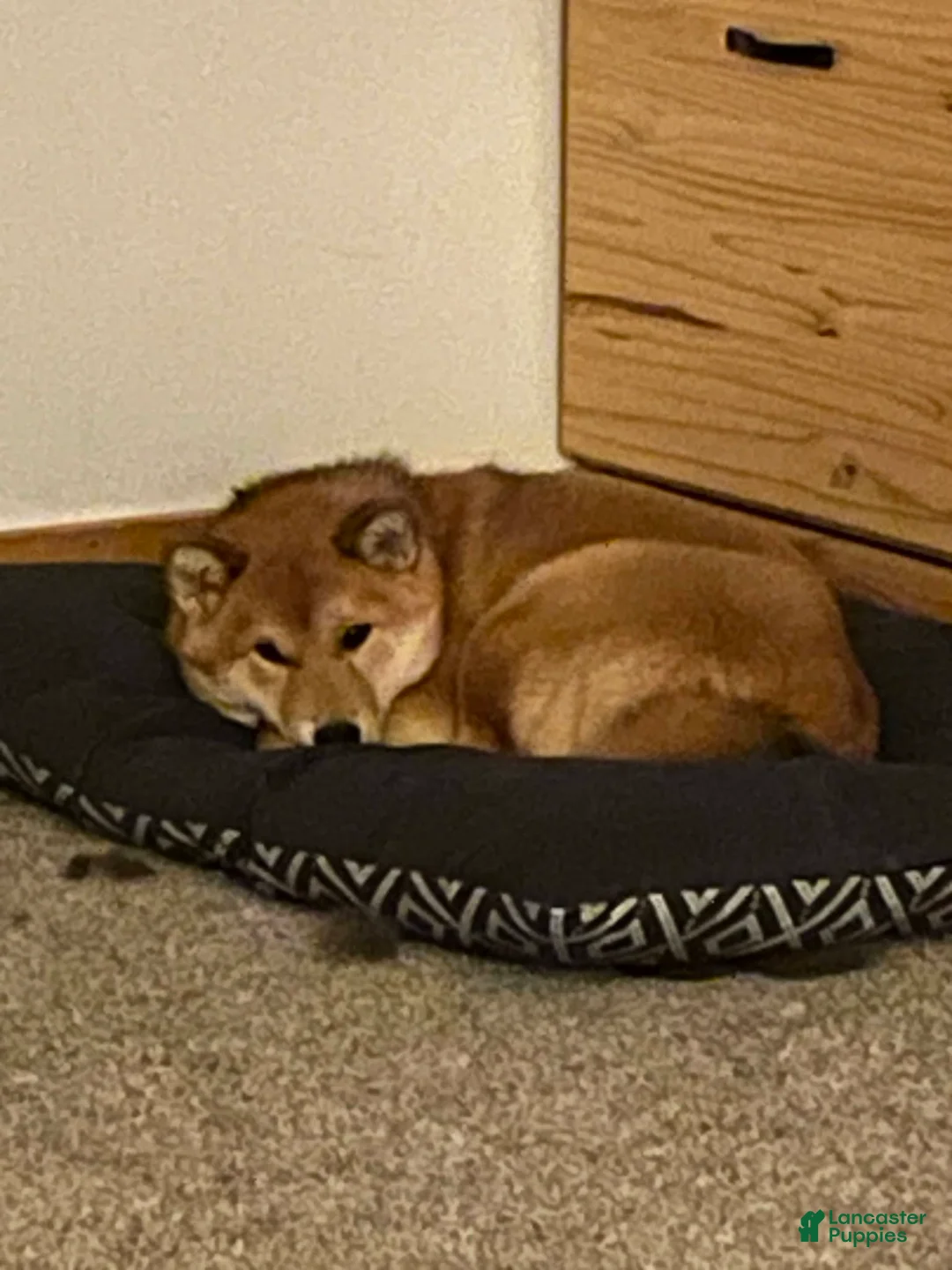 Shiba Inu 1 Shiba Inu for sale in Jerico Springs | Lancaster Puppies