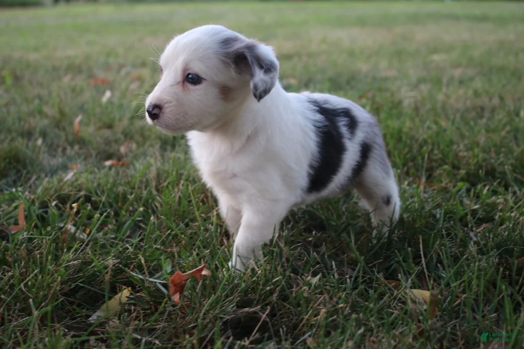 Miniature Australian Shepherd dogs for sale: Ellis - Ad 30
