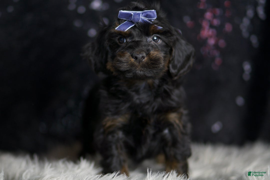 Yorkiepoo dogs for sale: Valentino - Ad 3