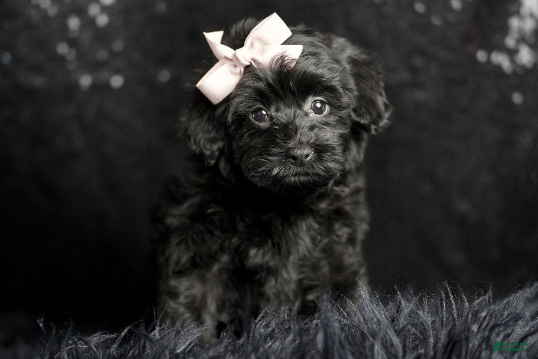 Maltipoo dogs for sale: Bitzy - Ad 2