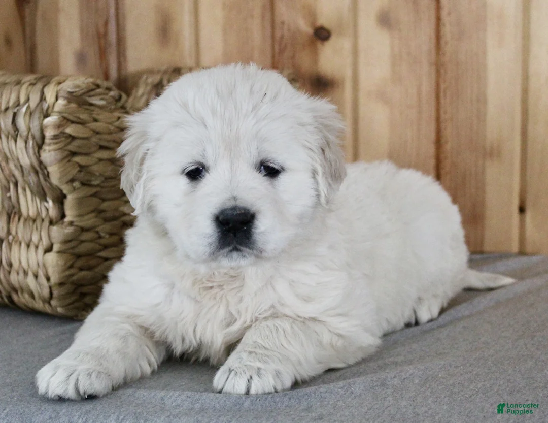 Golden Retriever dogs for sale: Cookie - Ad 5