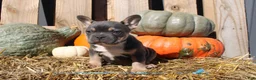 Mixed Breed dogs for sale: Tank  - Ad 5