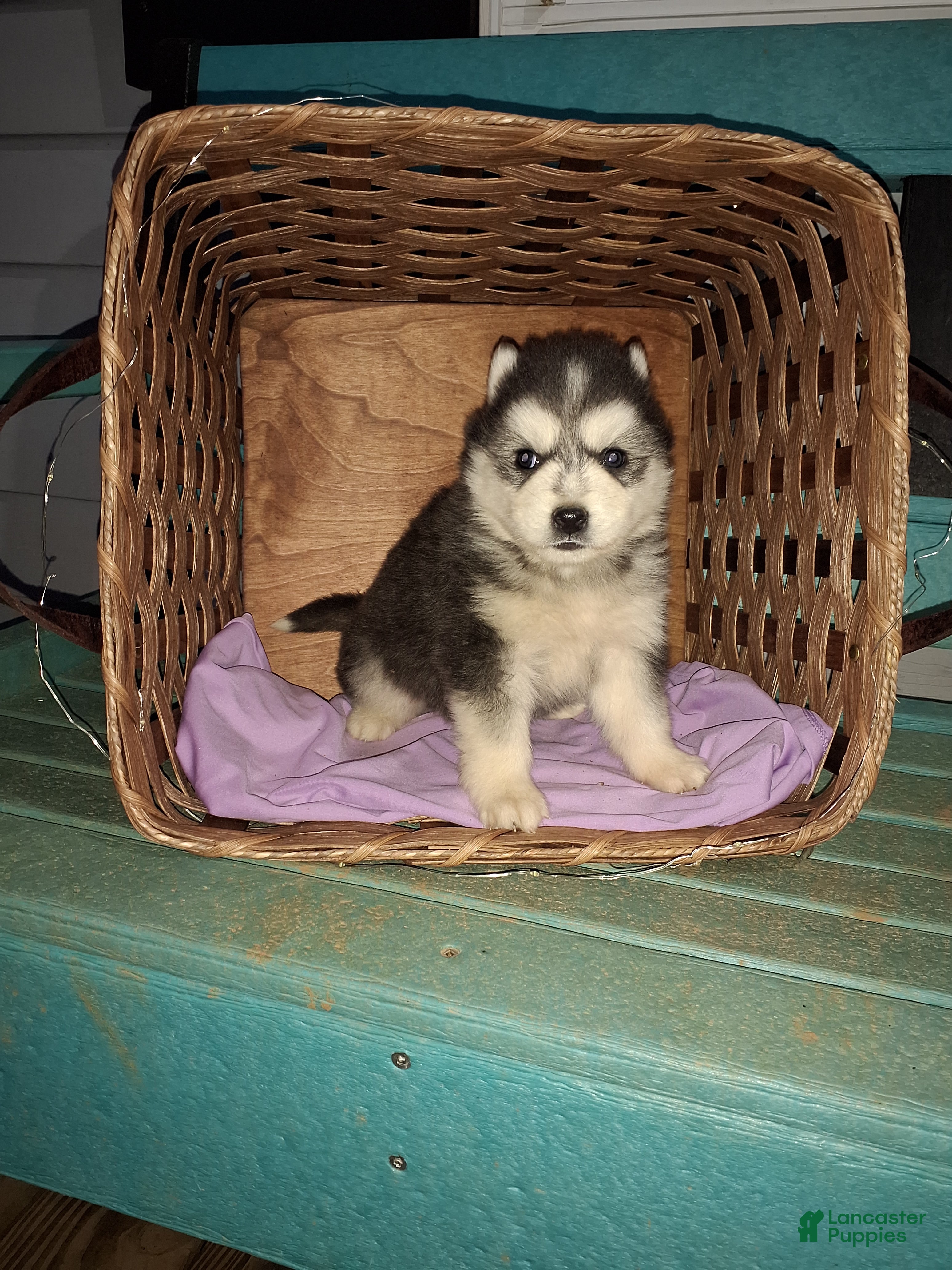 Pomsky dogs Dante  - Ad 1