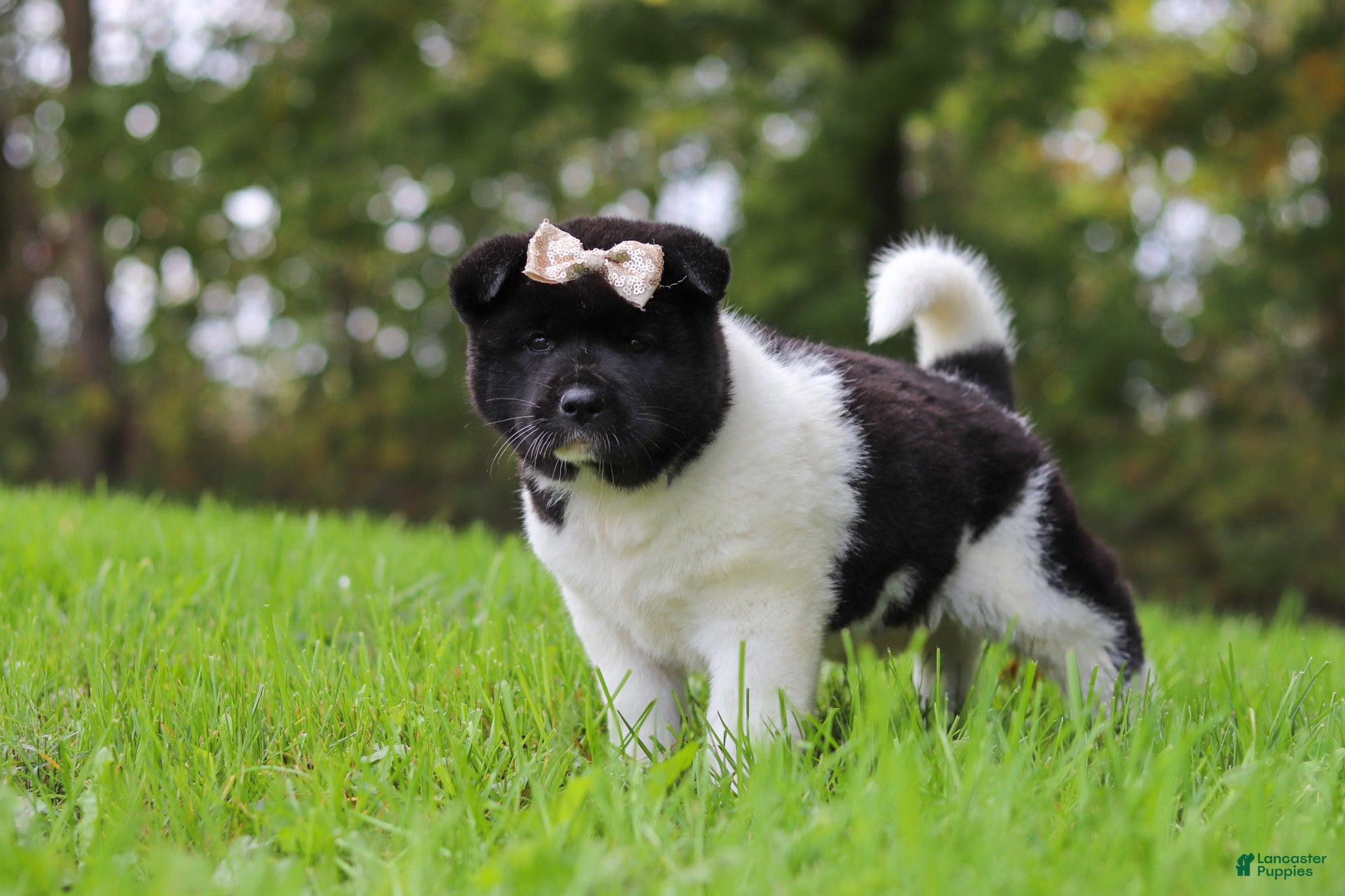 Akita dogs Skye - Ad 2