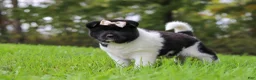 Akita dogs for sale: Skye - Ad 2