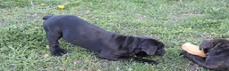Cane Corso dogs for sale: Betsy - Ad 5