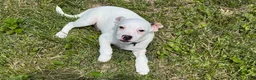 Jack Russell Terrier dogs for sale: Butch - Ad 4