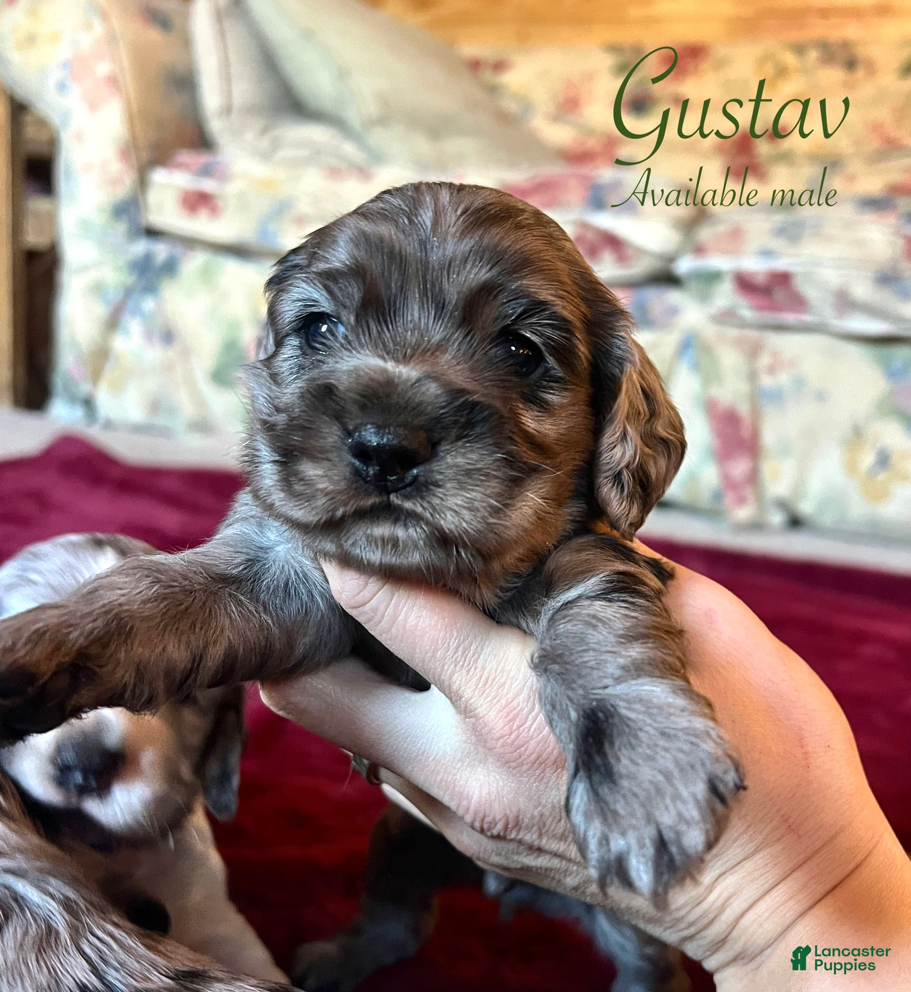 Cocker Spaniel dogs Gustav  - Ad 7