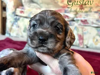Cocker Spaniel dogs Gustav - Ad 7