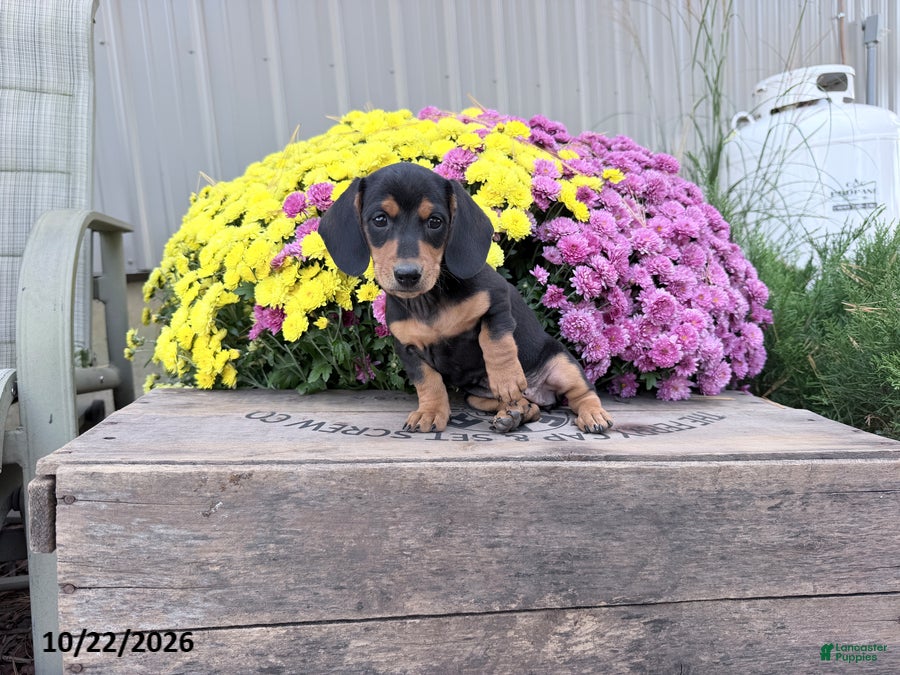 Miniature Dachshund dogs for sale: Dixie - Ad 1