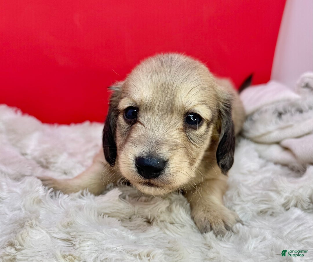 Miniature Dachshund dogs for sale: CReam boy - Ad 2