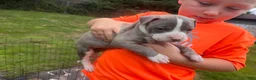 Mixed Breed dogs for sale: Mixed Breed 2 - Ad 1