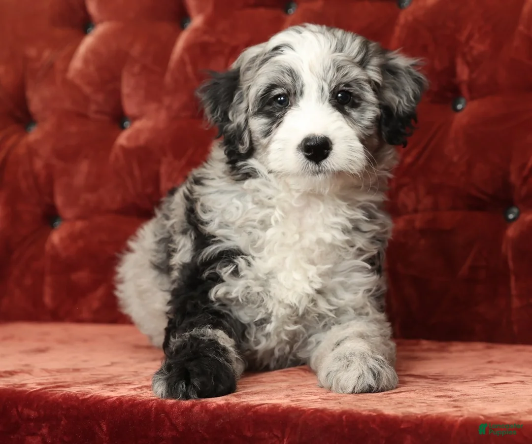 Mini Bernedoodle dogs for sale: Tabby - Ad 6