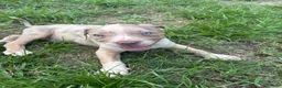 American Pit Bull Terrier dogs for sale: American Pit Bull Terrier 1 - Ad 4