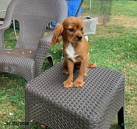 Cavalier King Charles Spaniel dogs Skipper - Ad 1
