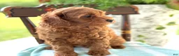 Miniature Poodle dogs for sale: Tangerine - Ad 14