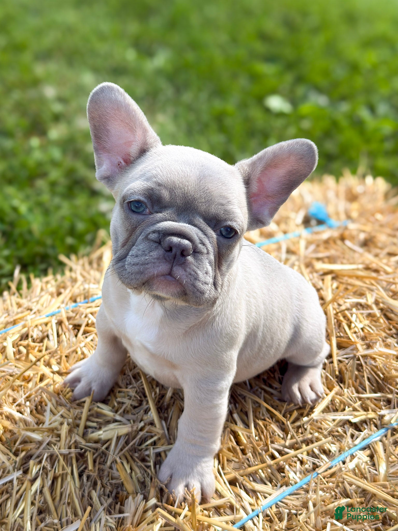 French Bulldog dogs for sale: Katness - Ad 3