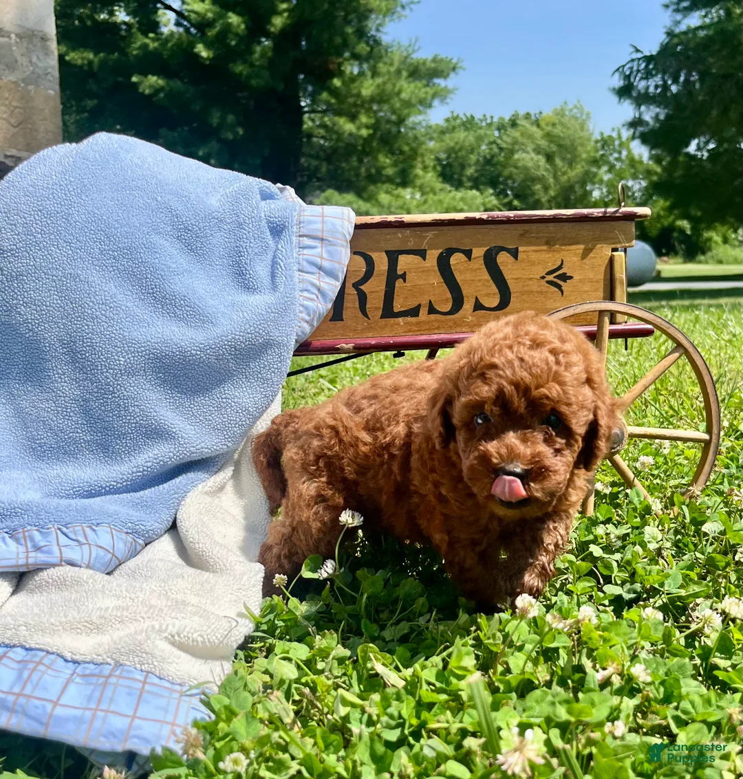 Toy Poodle dogs for sale: Little Nutmeg❤️AKC❤️5lb dad 8lb mom - Ad 1