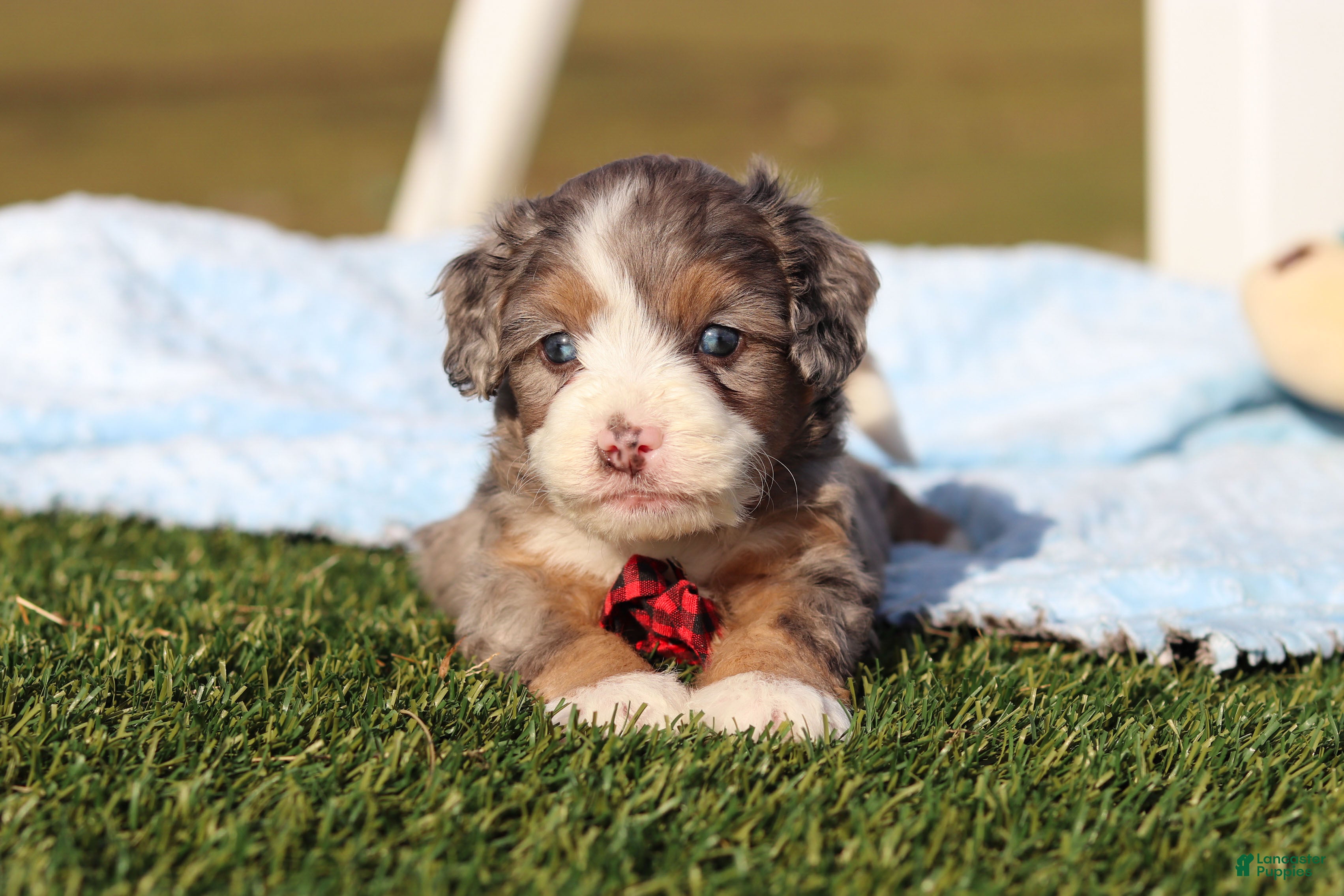 Mini Bernedoodle dogs Enzo - Ad 36