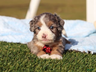 Mini Bernedoodle dogs for sale: Enzo - Ad 1
