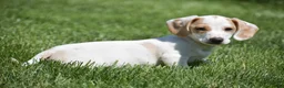 Miniature Dachshund dogs for sale: Noah - Ad 4