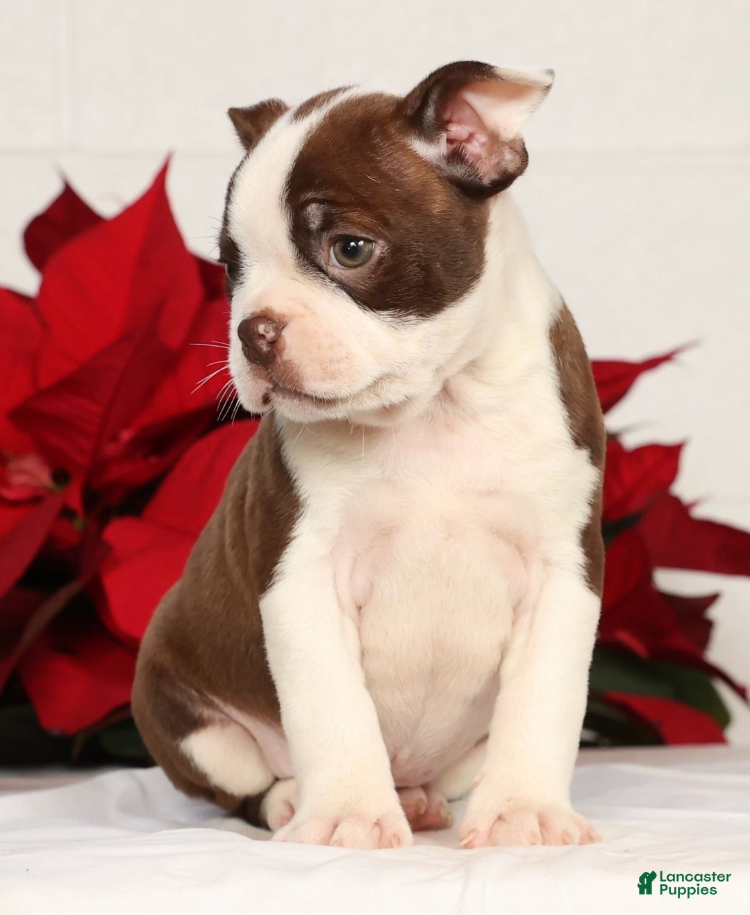 Boston Terrier dogs for sale: Nolan - Ad 6