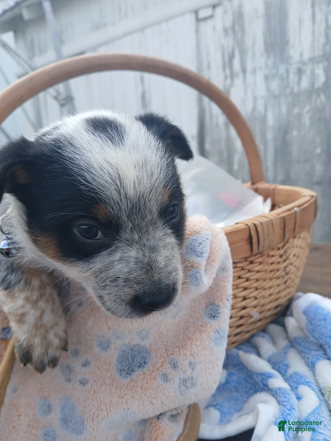 Australian Cattle Dog dogs for sale: Australian Cattle Dog Puppy 3 Lighting - Ad 2