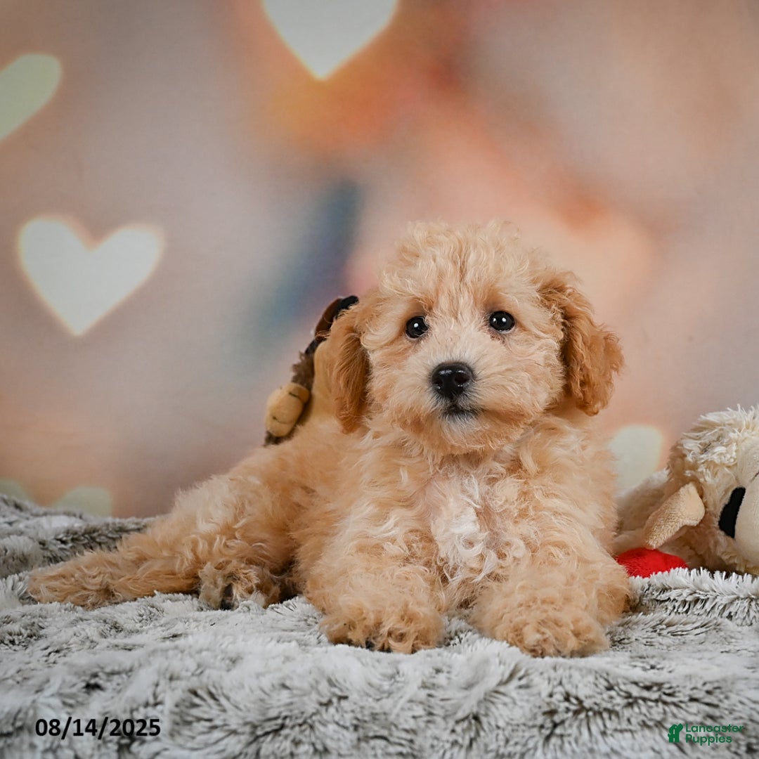 Bichpoo dogs for sale: Jenny - Ad 5