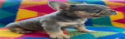 French Bulldog dogs for sale: Quantum - Ad 3