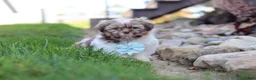 Shih Tzu dogs for sale: River - Ad 6
