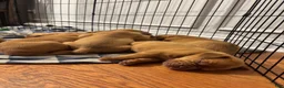 Dogue De Bordeaux dogs for sale: Dogue De Bordeaux Puppy 5 - Ad 90