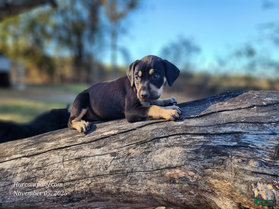 Catahoula Leopard Dog dogs for sale: Tracy II 2025 Female 3 - Ad 8