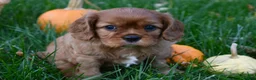 Cavalier King Charles Spaniel dogs for sale: Victor - Ad 5