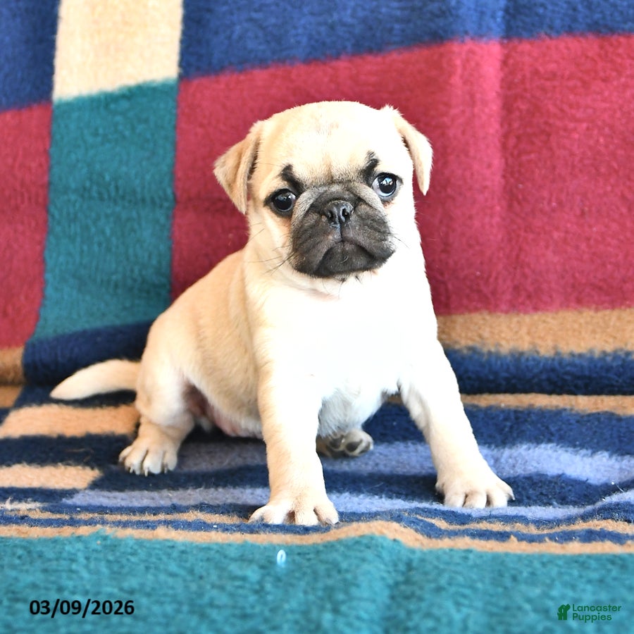 Pug dogs Wanda - Ad 2