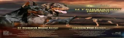 Doberman Pinscher dogs for sale: Vesta - Ad 9
